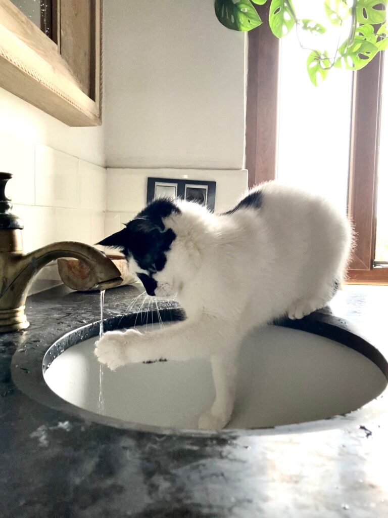gatos beben agua grifo