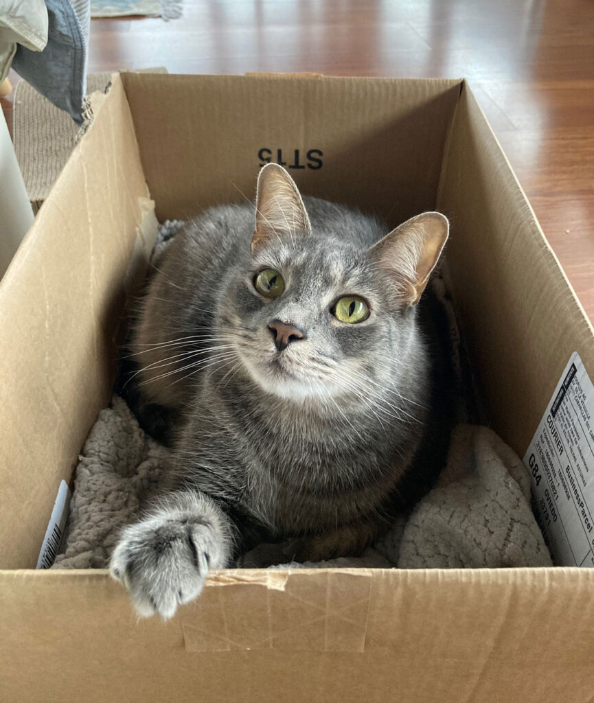 gatos frío, gatos cajas