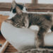 música para gatos relajan