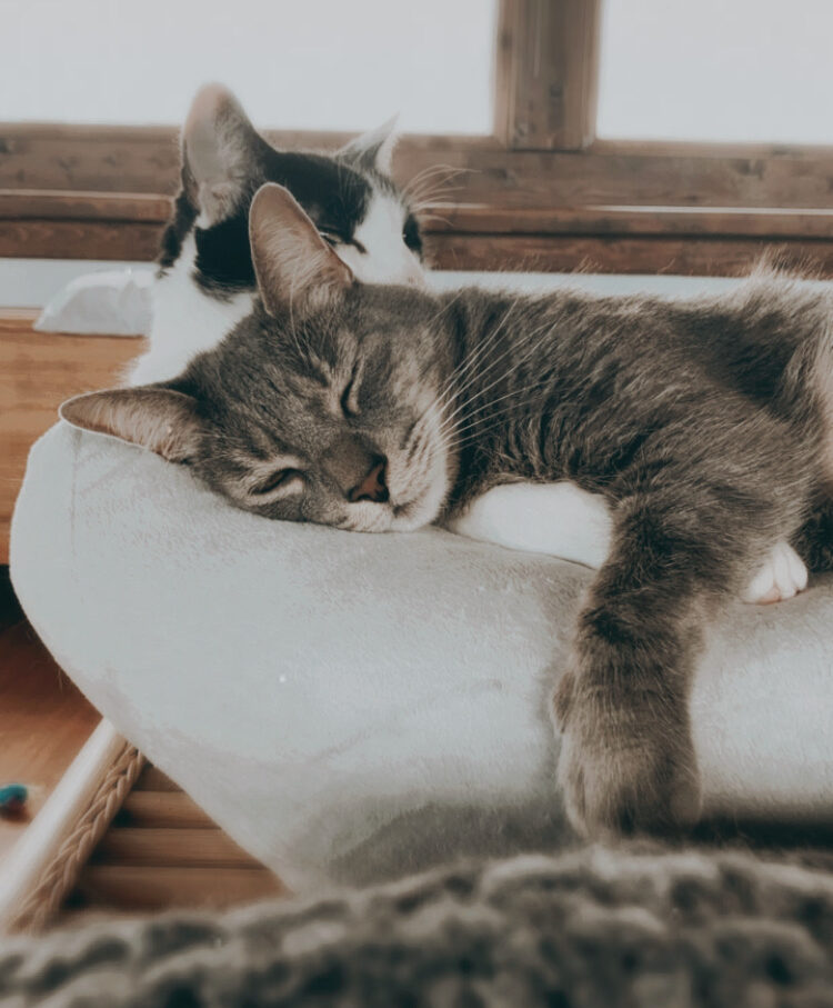 música para gatos relajan