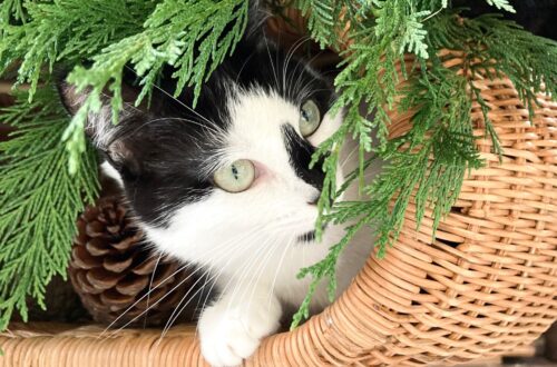 árbol de navidad gatos