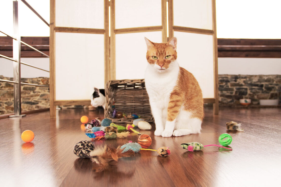Es cierto que tener un gato en casa ahuyenta a las ratas?, gatos cazan  ratones, felinos, mascotas, EVAT, Mascotas